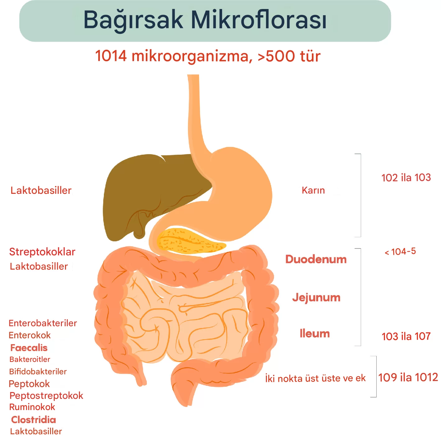 Daha Fazla Lif Tüketmek Enfeksiyonlardan Koruyabilir: İşte Nedeni