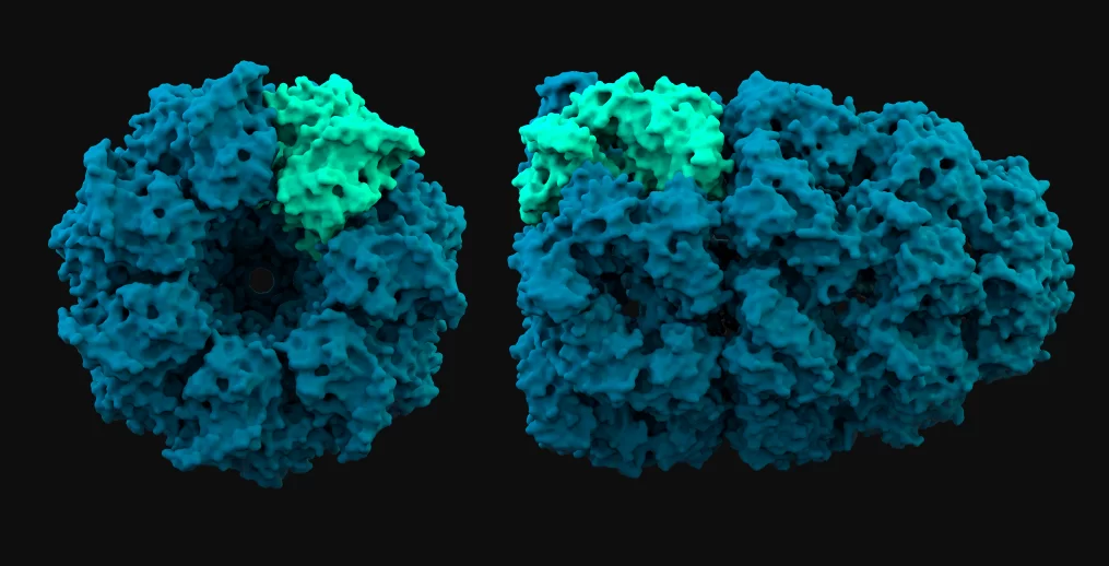 MIT Araştırmacıları, Proteinlerin Hücre İçinde Nereye Gideceğini Tahmin Eden Yapay Zekâ Modeli Geliştirdi