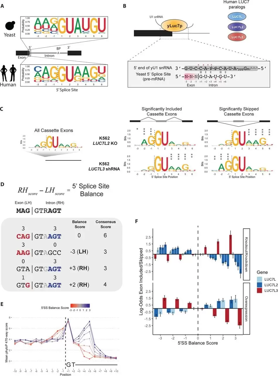 Biyologlar, RNA İşlenmesinde Yeni Bir Kontrol Mekanizması Keşfetti